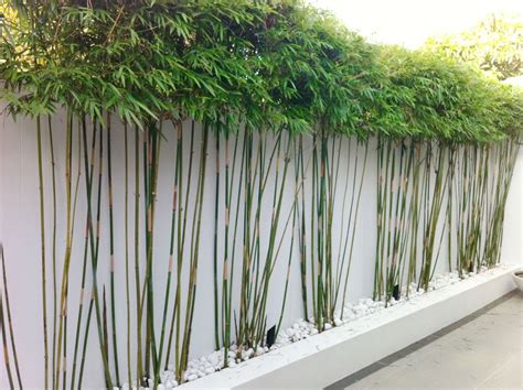 Inilah Cara Membuat Tanaman Dinding dari Bambu dan Perawatannya
